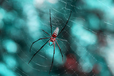 Close-up of spider on web