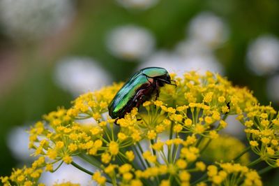 Close-up of a beetle pollinating on a yellow flower