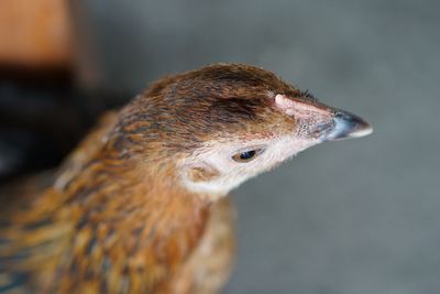 Close-up of bird