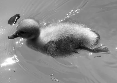 Close-up of duckling swimming in lake