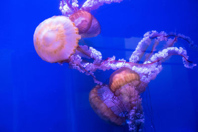 Sea nettle jellyfish swimming in an aquarium