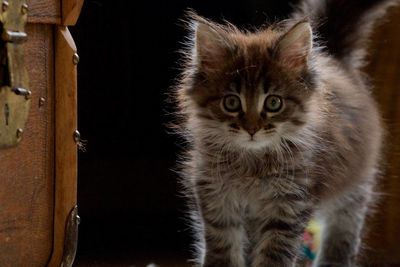 Close-up portrait of kitten by cat