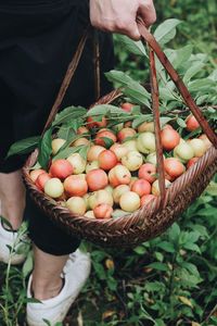 Low section of person holding apples in basket