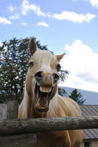 Portrait of horse in ranch against sky