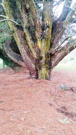 Trees on landscape