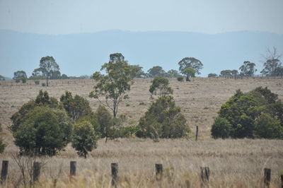 Trees on field against sky