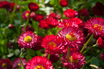 Close-up of red flowers blooming outdoors