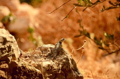 Close up of bird on rock