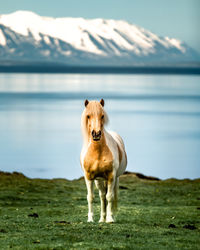 Horse standing on field in iceland