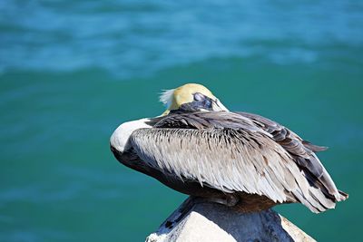 Close-up of bird perching on wooden post