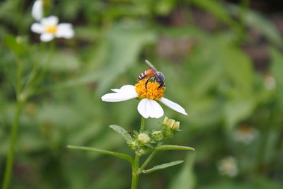 Close-up of butterfly pollinating on flower