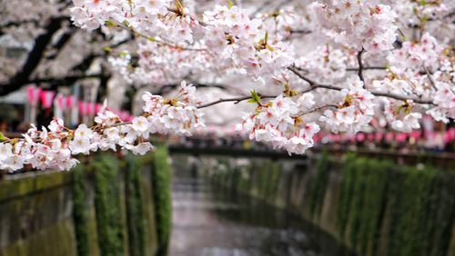 Close-up of cherry blossoms in spring