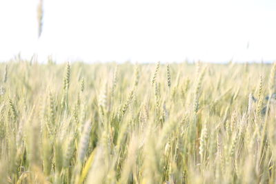 Wheat field against sky