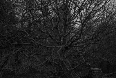 Bare tree in forest at night