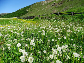 Scenic view of flowering plants on field