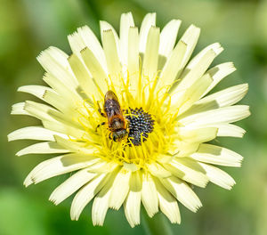 Bee pollinating flower