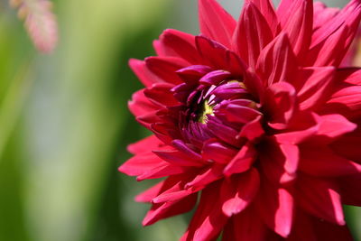 Close-up of bee on pink flower