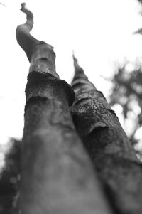 High section of tree trunk against clear sky