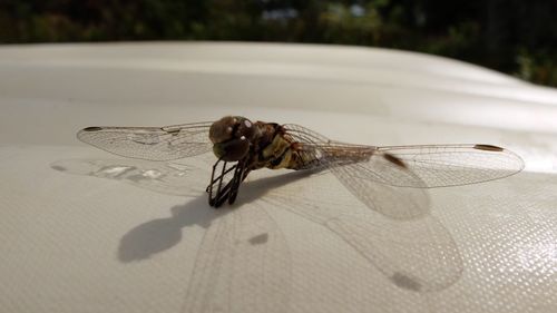 Close-up of insect