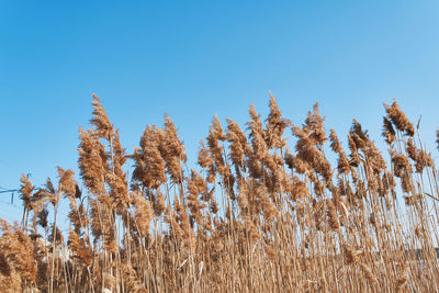 Low angle view of stalks against clear blue sky