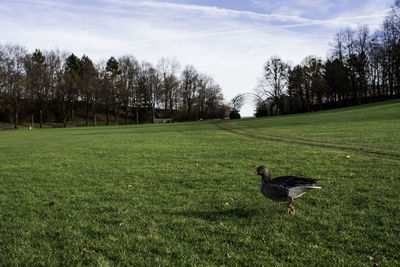 Scenic view of grassy field against sky