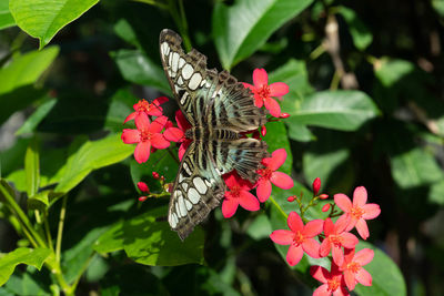 Perched butterfly on a red flower in the garden with a broken wing