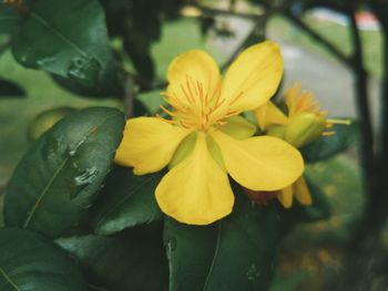 Close-up of yellow flowers blooming outdoors