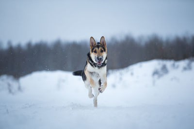 Dog running on snow covered land