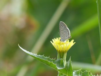 Close-up of butterfly pollinating on flower