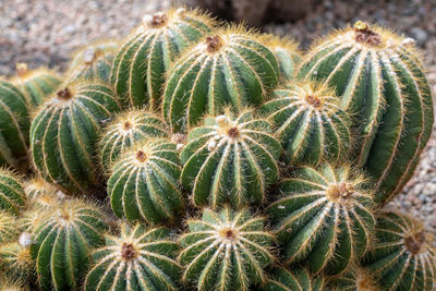 Close-up of succulent plant on field