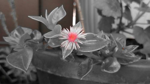 Close-up of flower blooming outdoors