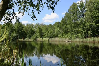 Scenic view of lake by trees in forest against sky