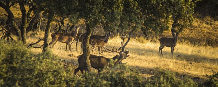 Deer on field in forest