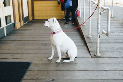 Low section of man with dog