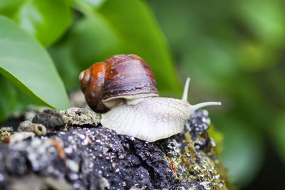 Close-up of snail on leaf