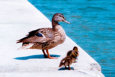 Mallard ducks with ducklings perching on retaining wall by sea
