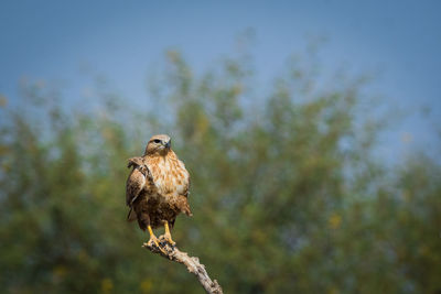 Bird perching on a branch