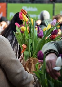 Close-up of purple tulips