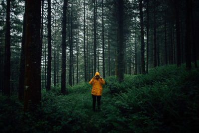 Rear view of man walking in forest