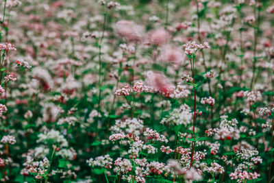 Close-up of pink flowering plants on field