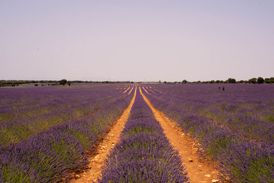 Scenic view of a lavander field against clear sky in guadalajara, spain.