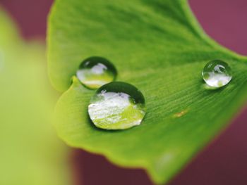 Close-up of water drops on leaves