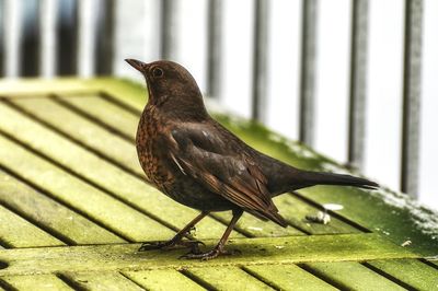 Close-up of bird perching outdoors