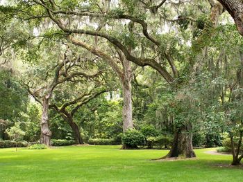 Trees on landscape