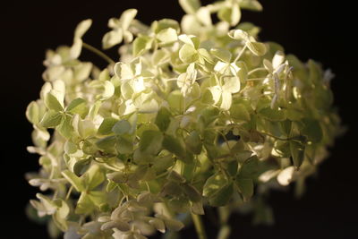 Close-up of white flowers