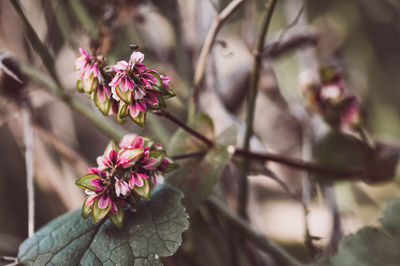 Close-up of pink flowering plant
