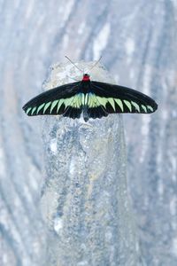 Close-up of insect against sky