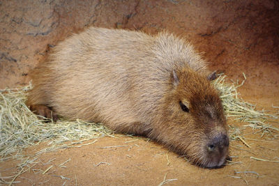 High angle view of animal sleeping