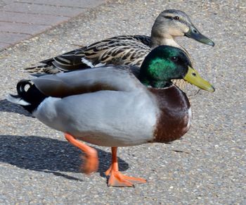 High angle view of mallard duck