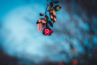 Low angle view of rose and leaves